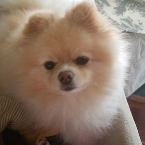 Meet your Posher, Jeannine